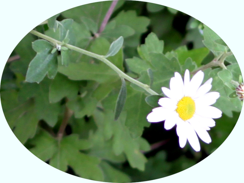 >リュウノウギク（竜脳菊、学名：Chrysanthemum japonicum）